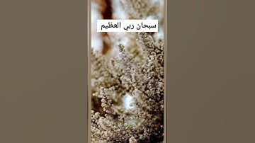القرآن الكريم/ تلاوة خاشعة/ تلاوة القرآن/ ترتيل القرآن الكريم/ الترتيل