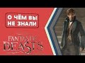 Фантастические твари. 22 потрясающих факта [О чём Вы не знали]