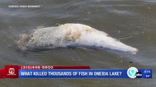 Your Stories: What killed thousands of fish in Oneida Lake?