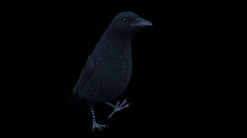 Realistic Animated Carrion Crow