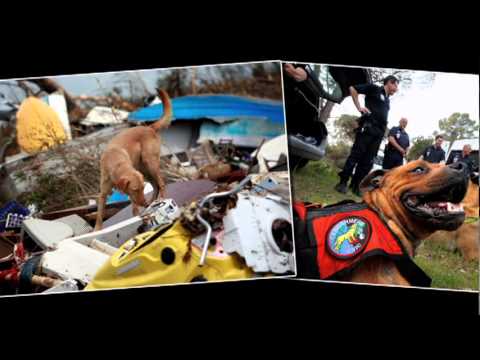 Videó: A Világ Leghíresebb Kutyái