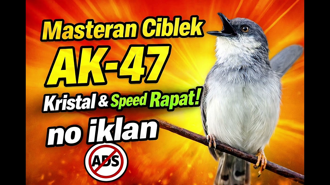 MASTERAN CIBLEK AK-47 PALING DICARI! Kristal & Speed Rapat No Iklan!