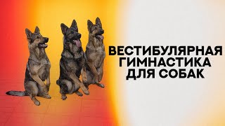 Вестибулярная гимнастика для собак. Vestibular gymnastics for dogs.