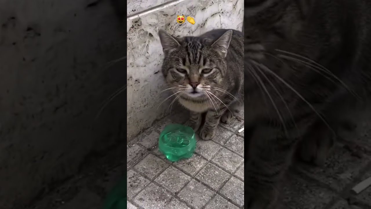 Beautiful Cat Says Buongiorno Cute Viral Kitty Love Happy Italy