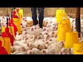 Broilers Rearing by SeerGreen Farm - Ukuria wa Nguku cia Nyama