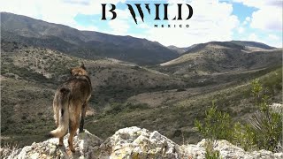 Sierra de San Miguelito / Puma, Venado, Coyote, Pecarí, Tejón, Zorro / Fototrampeo y Fotocacería