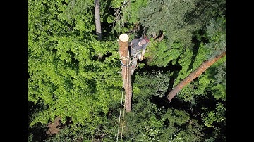 Baumfällung mit Rigging Rope Wrench (ISC) gefilmt mit DJI Mini 2 / Pine tree removal