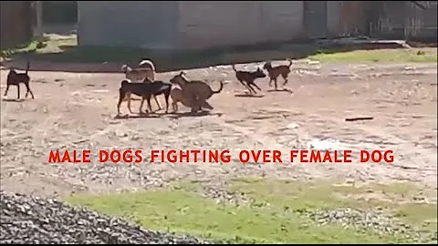 Male Dogs FIGHTING!!! over Female Dog - Dev Daig Caus - DayDayNews