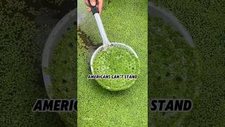 Download Lagu Americans hate duckweed, but it is a natural shampoo soap in China #duckweed #soap MP3