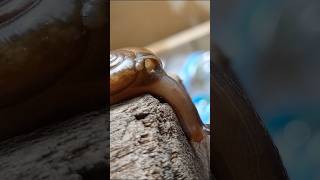The snail animal is seen from close range. #snail #siput #shorts