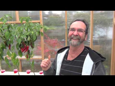 Video: Lendir Vertikal Tomato