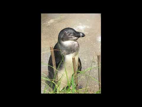 「プラネタリウム」歌いましてよ　Plastic Tree     Jun8