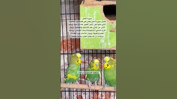 #سورة_النمل #قرآن #المصحف #مشاري_العفاسي #العراق #اكسبلور #طيور #البادجي #quran #birds #budgies #us