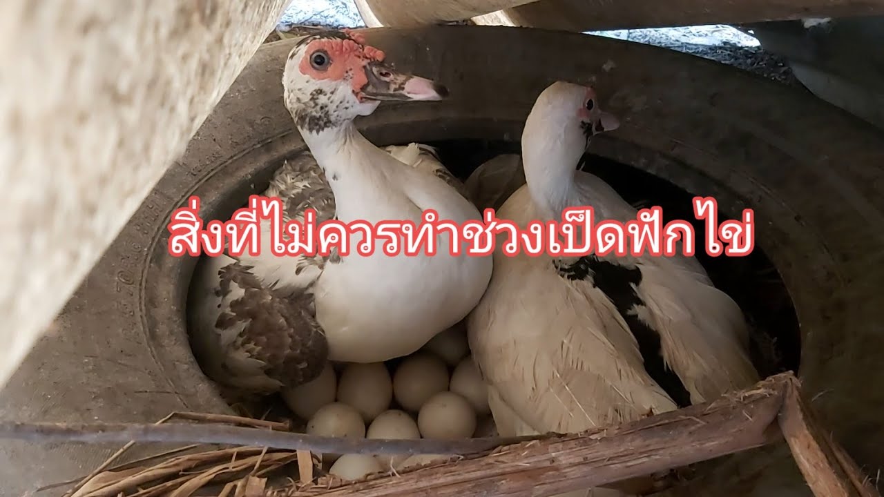 สิ่งที่ไม่ควรทำช่วงเป็ดฟักไข่
