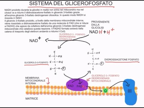 CORSO DI BIOCHIMICA - LEZIONE 20 DI 47 - TRASPORTI MITOCONDRIALI - VIA DEI PENTOSO FOSFATI - PARTE 1