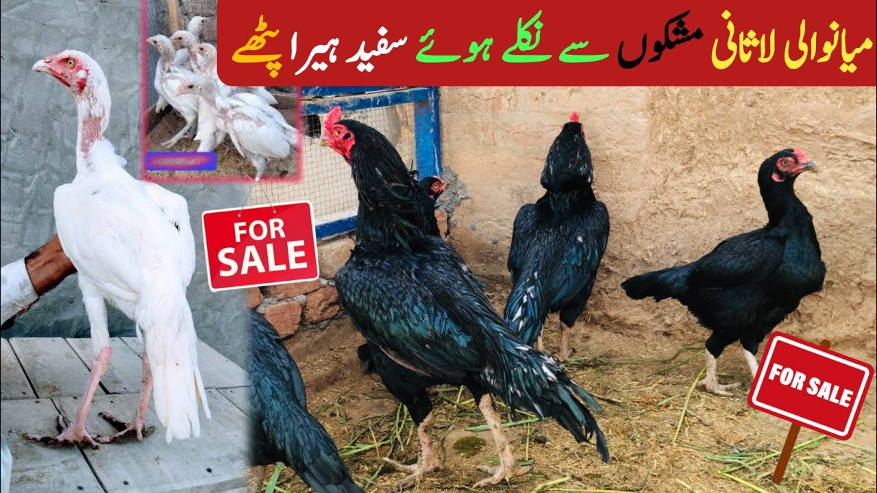 Mianwali Aseel Murga Farm New Vlog | Aseel Murgha 