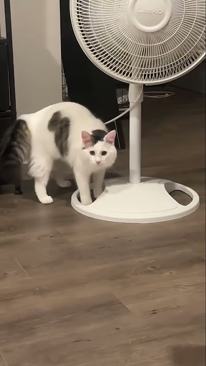 Download lagu Cat vs Fan #cat #funnycat #cutecat #funnyvideos #viral_video