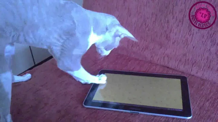 Video 1274301: cornish rex cat playing, cattery cornish rex, cat games, royal