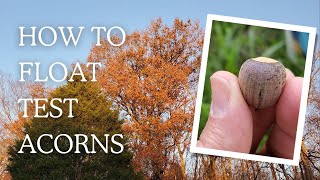 Celebrity The Float Test: Separating the Good from the Bad Acorns / How to Float Test Acorns For Germination Profile