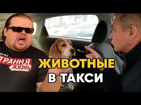 Животные в Такси. Перевозка домашних животных в Яндекс такси закончилась Конфликтом! ТРЕШ КОНТЕНТ.