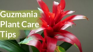 Guzmania Plant Care Tips: The Bromeliad With The Vibrant Star Shaped Flower / Joy Us Garden