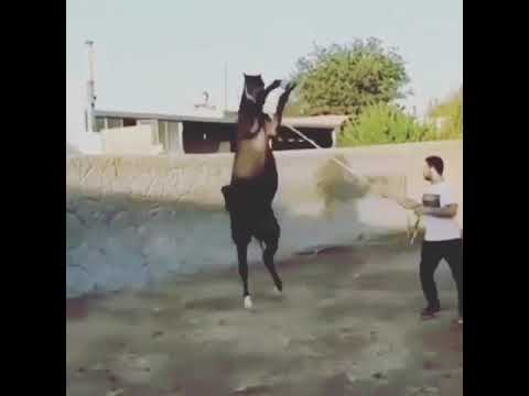 غيرة الحصان الفحل على الفرس عندما جائو بها إلى التلقيح ماشاءالله فحل حار