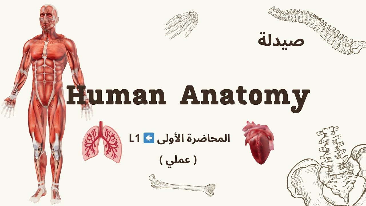  1️⃣ علم التشريح البشري والأنسجة ( عملي ) . صيدلة مرحلة أولى ✨