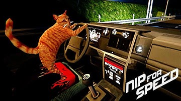 Nip For Speed   A Crazed Cat Drives a Car While the Cops Give Chase in this Ridiculous Road Trip!
