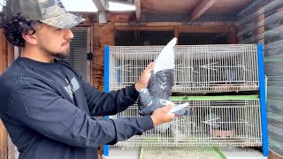 Inside My Racing Pigeon Breeding Loft