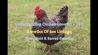 Sex Linked Genetics in Chickens | Silver/Gold & Barred Genetics | Basic Chicken Genetics Pt. 3