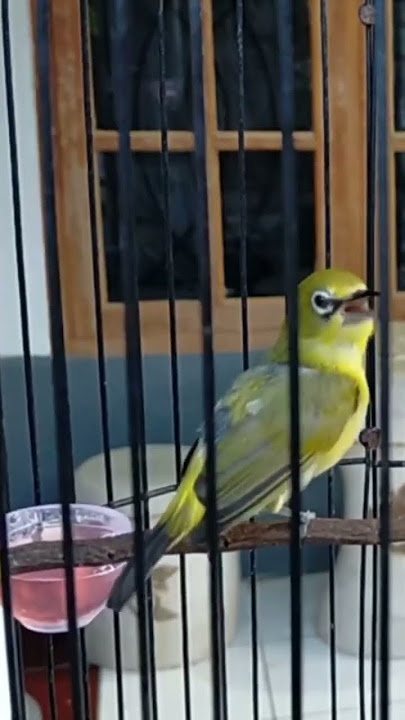 Pleci Pacitan Gacor Full Materi || Terapi Pleci Koloni || Masteran Pleci