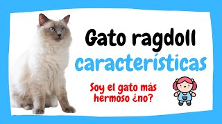 ⭐ GATO RAGDOLL características y cuidados (ragdoll cat) ⭐ by migatodomestico 6,328 views 3 years ago 4 minutes, 15 seconds