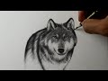 Como desenhar um lobo realista  passo a passo  narrado