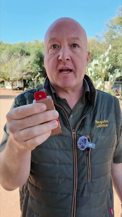 Lets Make Pangolins Safe Again, Elon!