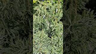 Pinus Strobus Tiny Curls