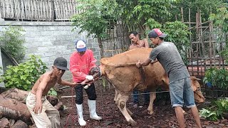 PERTOLONGAN SAPI KESULITAN MELAHIRKAN (DISTOKIA)