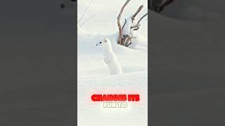 The White Winter Weasel