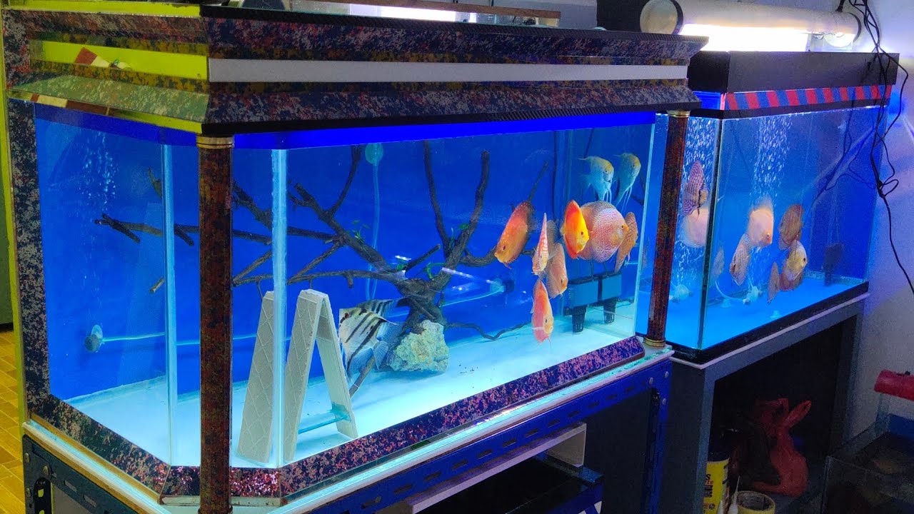 Ikan Manfish Bertelur Kondisi Telur Pada Hari Ke 2 Youtube