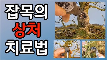 분재관리 75강 잡목의 상처 치료법 Treatment of bonsai wounds