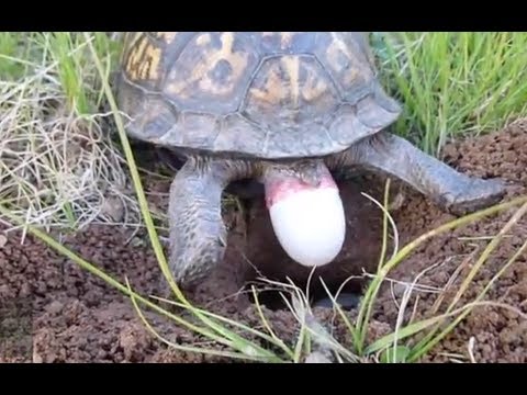 live-egg-laying-turtle-in-wild-natural-setting