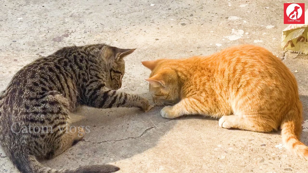 3rd vlog - A day in the life of our cats - Catom Vlogs