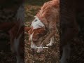 Football Mysteries #2: Someone stole the World Cup. A dog found it. 😂