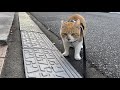 リードがあるから入れない!裏手に回り込む賢い猫
