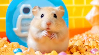 Great Hamster Maze the Awesome for Pets in Real Life