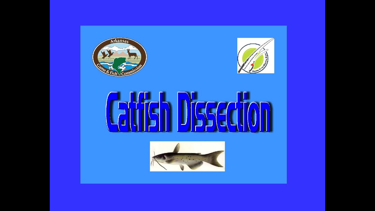 Fish Dissection - AGFC Virtual Nature Center