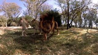 Miniatura de "Nat Simons - Indian trees 360"