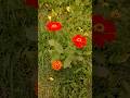 Grow zinnia flowers with seeds 🥰🌹☘️ #flowers #nature #ytshorts #garden #plants #tips #care #zinnia
