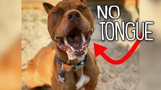 Can a dog with no tongue survive?!