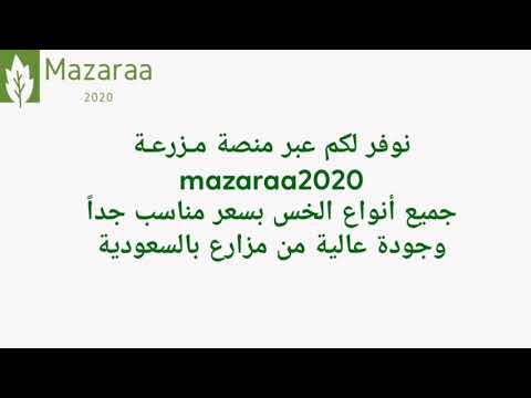 خس لولو بيوندا