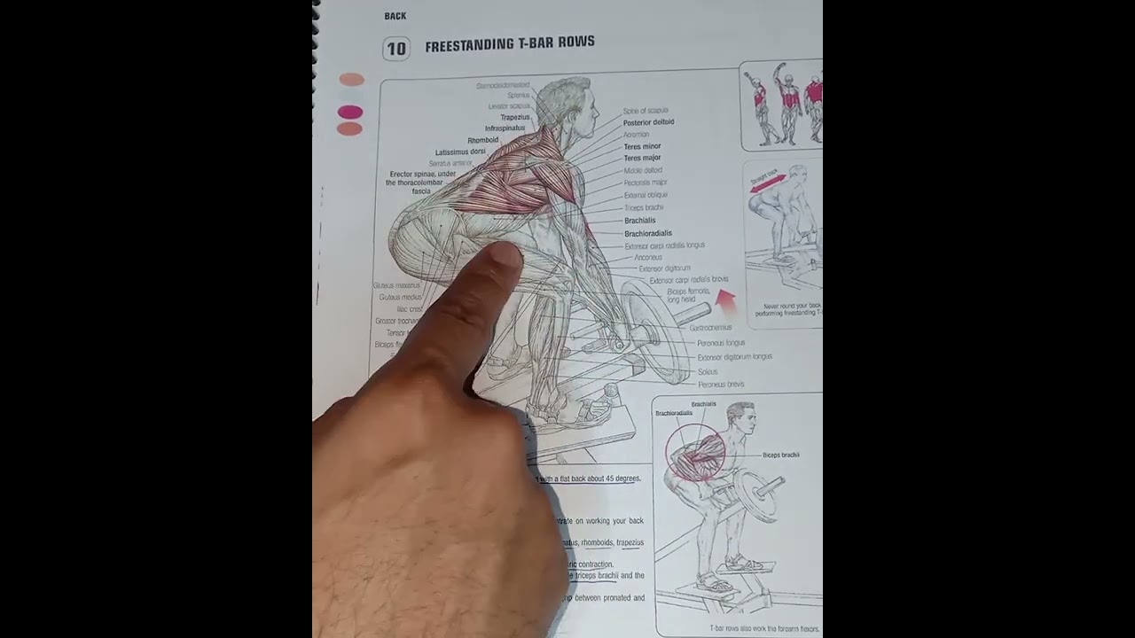 تمارين للظهر و كيفية استهداف عضلاتها